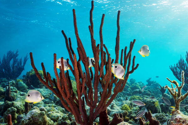 Foureye butterflyfish and gorgonian at Smith's Reef.
