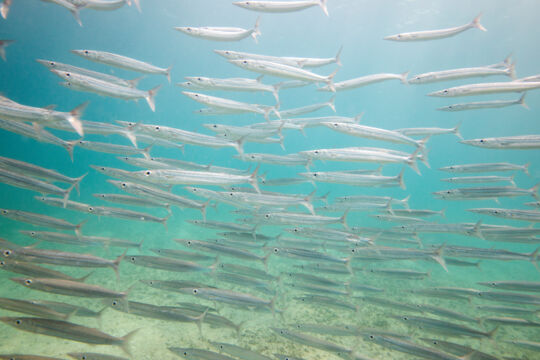 School of barracuda