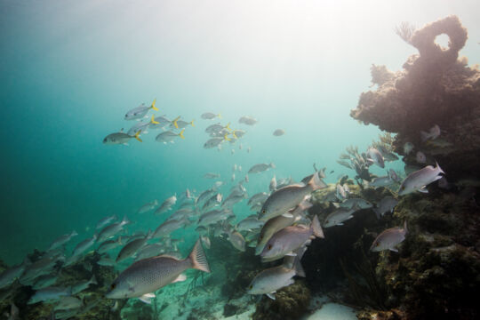 Schooling fish at Smith's Reef