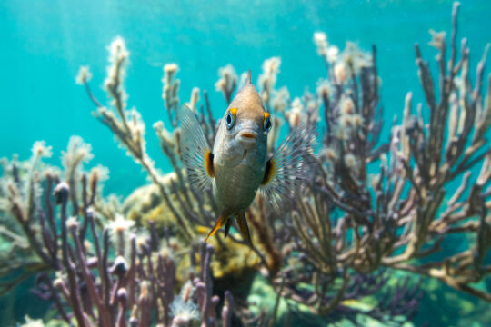 Threespot damselfish on a coral reef