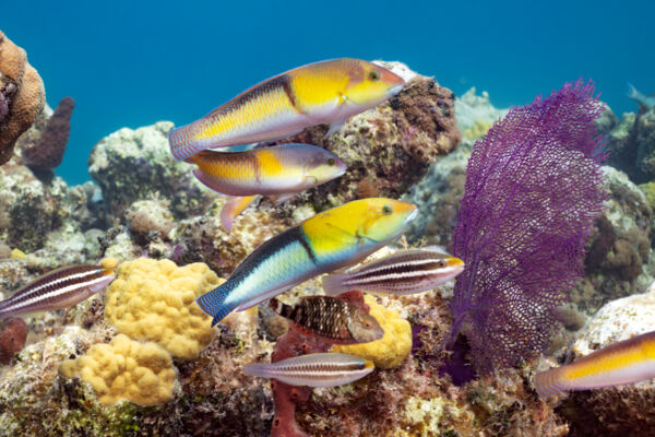 Yellowhead wrasse and juvenile striped parrotfish at Smith's Reef.
