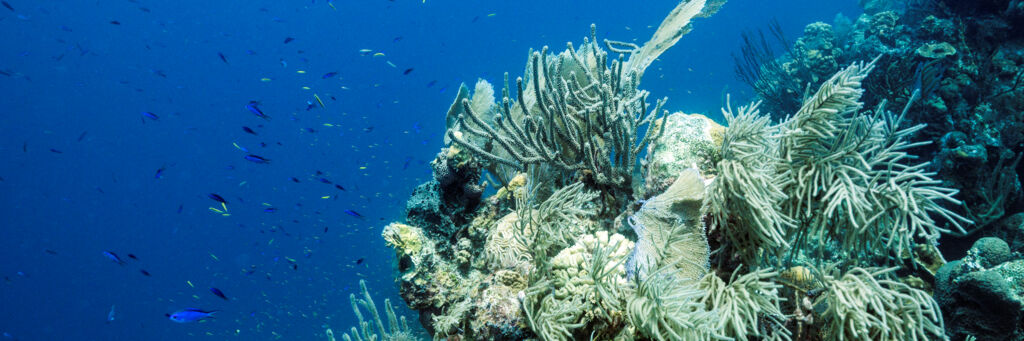 Grand Turk reef