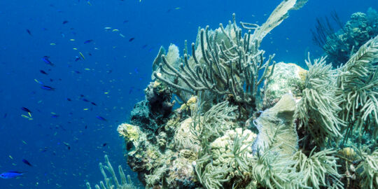 Grand Turk reef