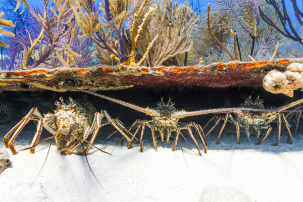 Lobster hotel in the Turks and Caicos