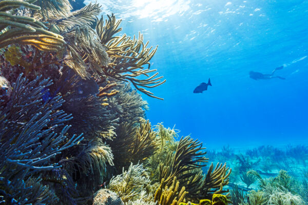 Soft corals in the Turks and Caicos