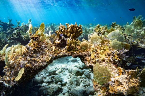 Sea fans on the Turks and Caicos Barrier Reef.
