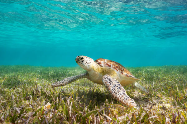 A young green turtle at Smith's Reef.