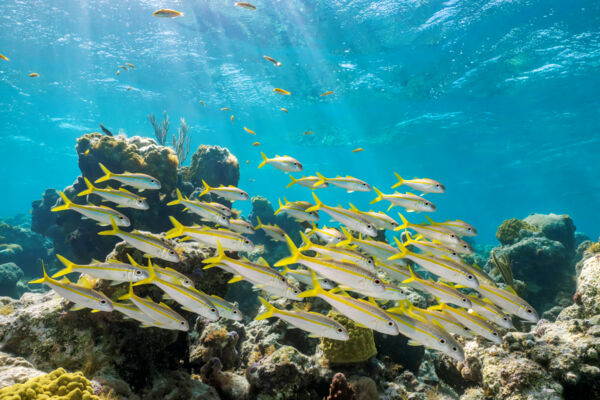 School of young yellow goatfish.