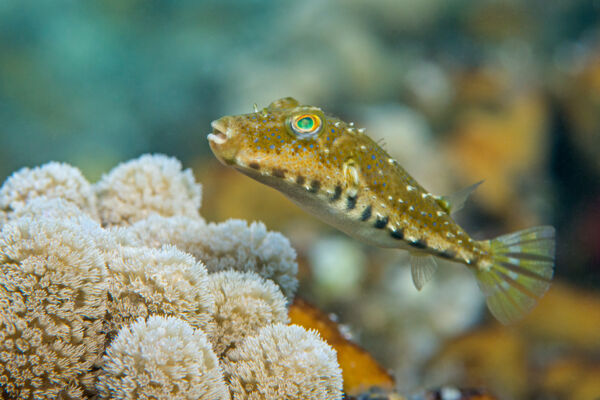 best snorkeling tours in providenciales