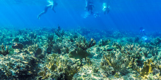 Snokelling in the Turks and Caicos.