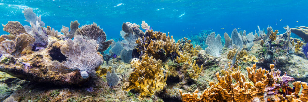 Vibrant sea fans and hard coral in the Turks and Caicos at a shallow reef