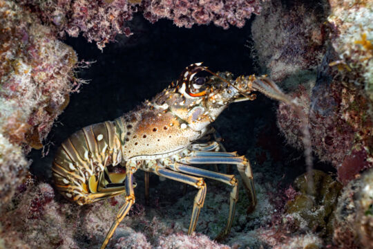 A Caribbean spiny lobster in a hole.