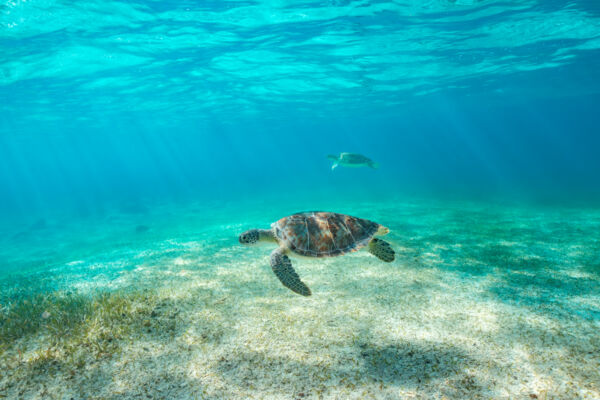 Two green turtles at a seagrass bed.