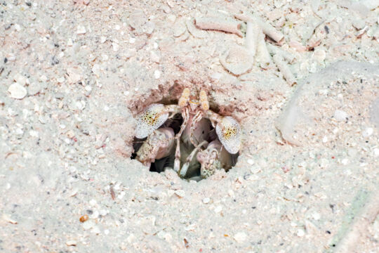 Scaly-tailed mantis shrimp (Lysiosquilla scabricauda).