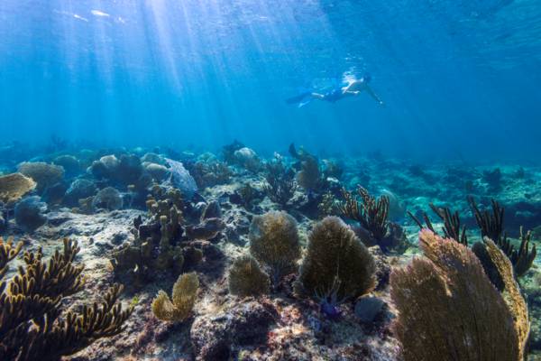 snorkelling visit turks and