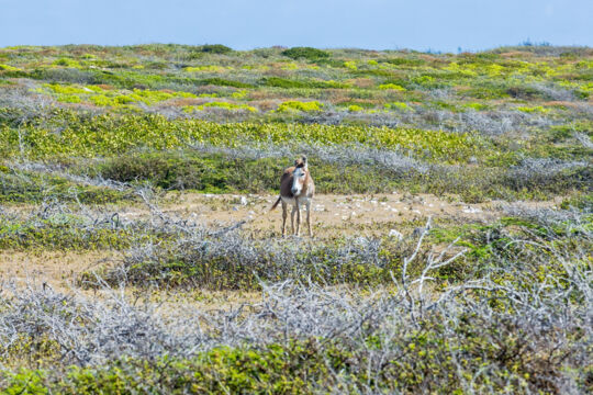 Donkey in dry vegetation at South Wells on Salt Cay