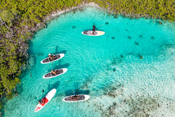 Aerial view of paddleboarders and turtles