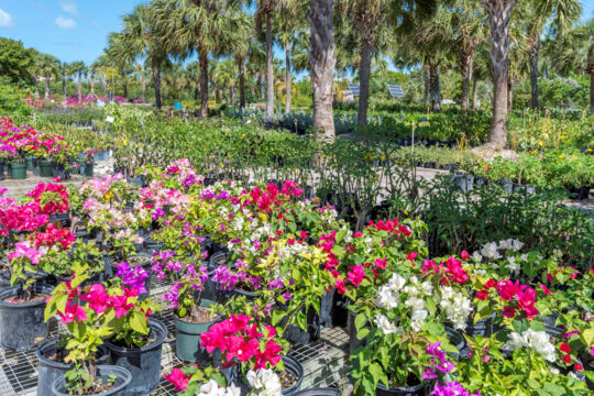 Palms and flowers in pots