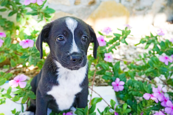 Potcake puppy in Turks and Caicos