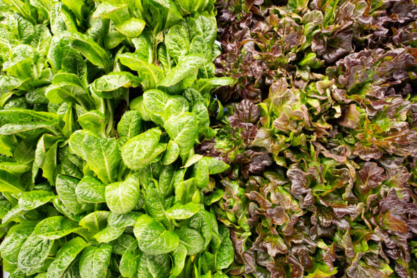 Greens at The Farm