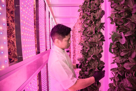 Hydroponic garden at The Farm restaurant