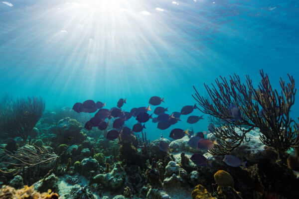 Turtle Cove, Providenciales | Visit Turks and Caicos Islands