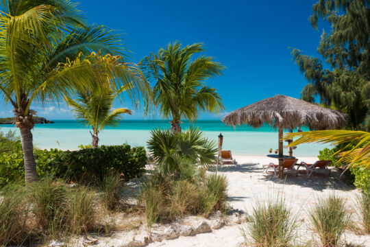 Coconut palms on Sapodilla Bay