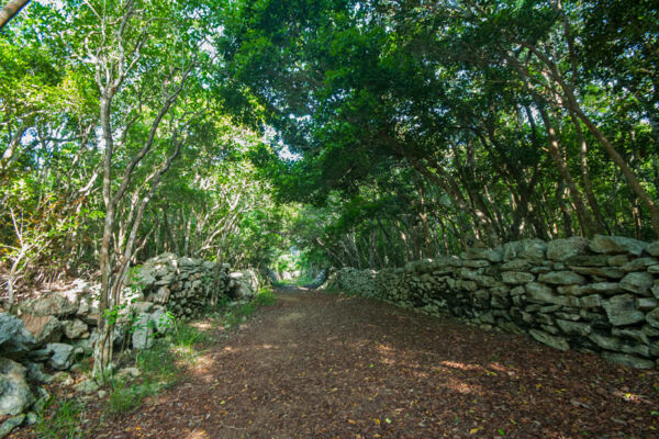 The avenue to Wade's Green Plantation in the Turks and Caicos