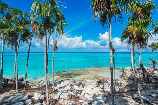 Coastal thatch palm forest on the beach of Water Cay