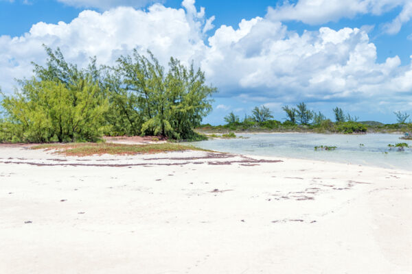 Casuarina trees on Well Cay