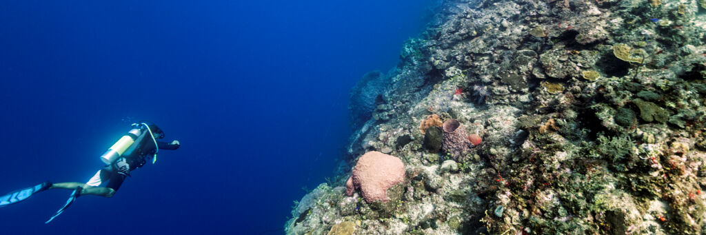 Scuba diving at the wall in the West Caicos Marine National Park