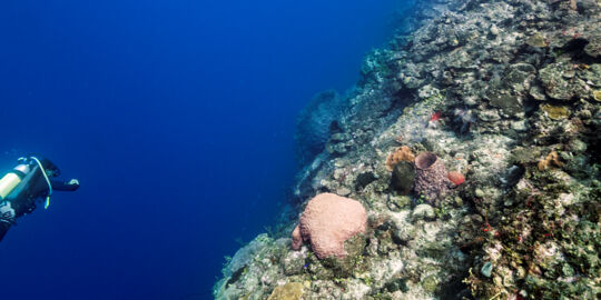 Scuba diving at the wall in the West Caicos Marine National Park