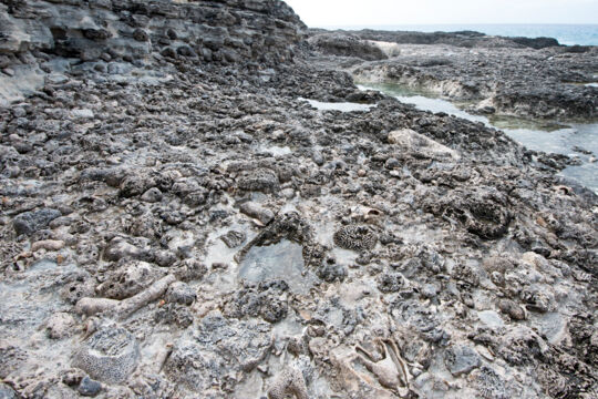 Fossilized coral and shell in the Turks and Caicos