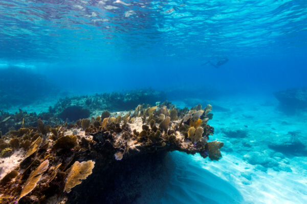 Reef in the West Caicos Marine National Park