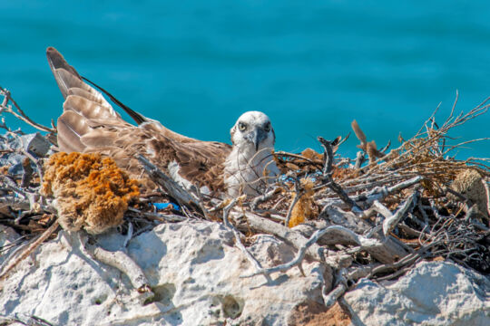 Osprey and nest on Split Rock at West Harbour Bluff