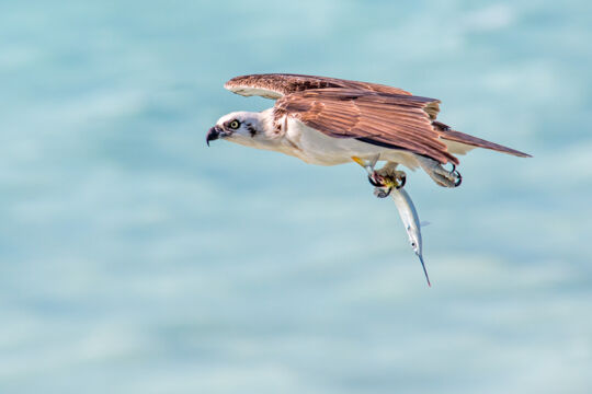 Osprey fishing at West Harbour Bluff on Providenciales