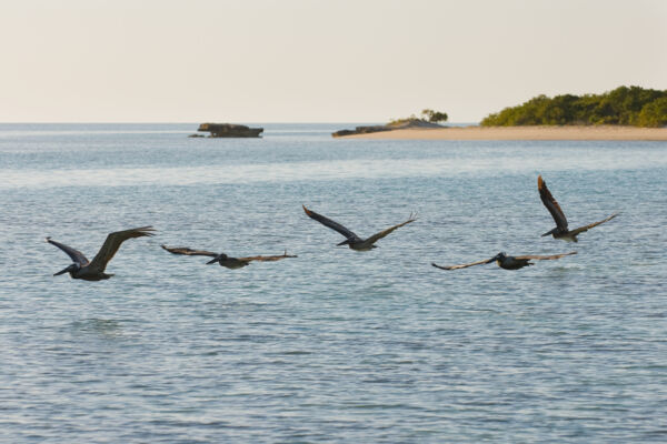 Flying pelicans at West Harbour Bluff in the Turks and Caicos