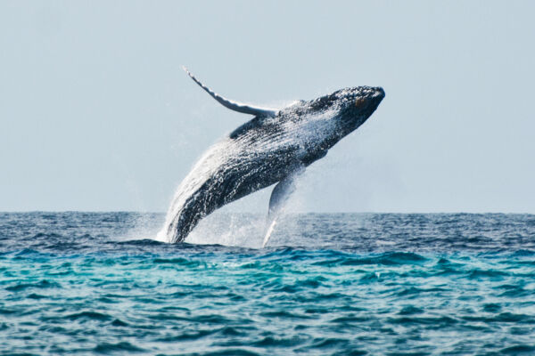 whale watching tours grand turk
