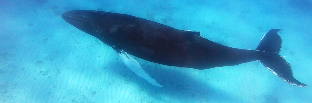 Underwater photo of a humpback whale in the Turks and Caicos