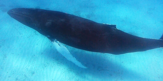 Underwater photo of a humpback whale in the Turks and Caicos