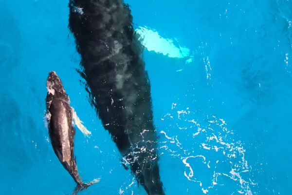 Mother and calf humpback whales in the Turks and Caicos