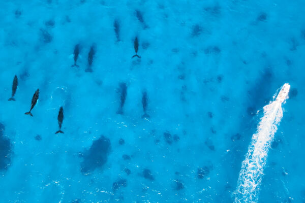 Aerial view of humpback whales and a boat in shallow turquoise water in the Turks and Caicos