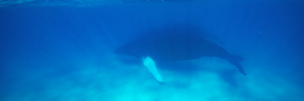 Two large humpback whales on the Caicos Banks