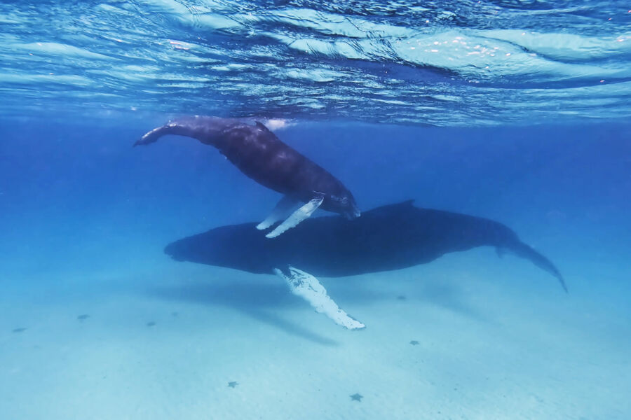 A large humpback whale and calf underwater in Turks and Caicos. 