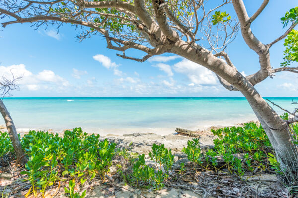 Tree and water and Wheeland Beach in the Turks and Caicos.