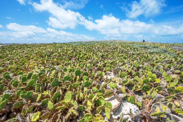 Mule pear cactus on White Cay in the Turks and Caicos