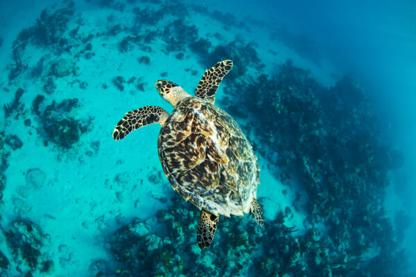 Hawksbill turtle at the Bight Reef