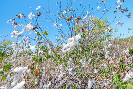 Cotton growing on West Caicos at Yankee Town